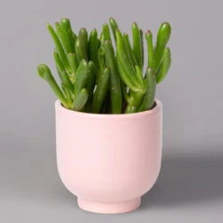 Sukkulenten Im Dekotopf 'Glazed Pink', Verschiedene Arten, Topf-Ø 6 Cm, 3er-Set 18 Sukkulenten Im Dekotopf 'Glazed Pink', Verschiedene Arten, Topf-Ø 6 Cm, 3er-Set -Bio Pflanzen Verkauf 0225200736 Sukkulenten Set in Topf Glazed Pink 3er Set 6