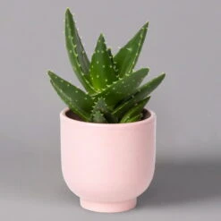 Sukkulenten Im Dekotopf 'Glazed Pink', Verschiedene Arten, Topf-Ø 6 Cm, 3er-Set 24 Sukkulenten Im Dekotopf 'Glazed Pink', Verschiedene Arten, Topf-Ø 6 Cm, 3er-Set -Bio Pflanzen Verkauf 0225200736 Sukkulenten Set in Topf Glazed Pink 3er Set 7