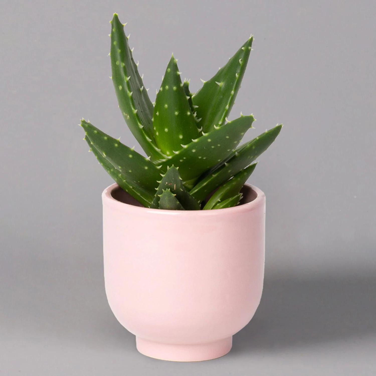 Sukkulenten Im Dekotopf 'Glazed Pink', Verschiedene Arten, Topf-Ø 6 Cm, 3er-Set 11 Sukkulenten Im Dekotopf 'Glazed Pink', Verschiedene Arten, Topf-Ø 6 Cm, 3er-Set – Bild 11