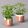Schefflera Inkl. Übertopf 'Viking Terracotta', Topf-Ø 9 Cm, 2er-Set
