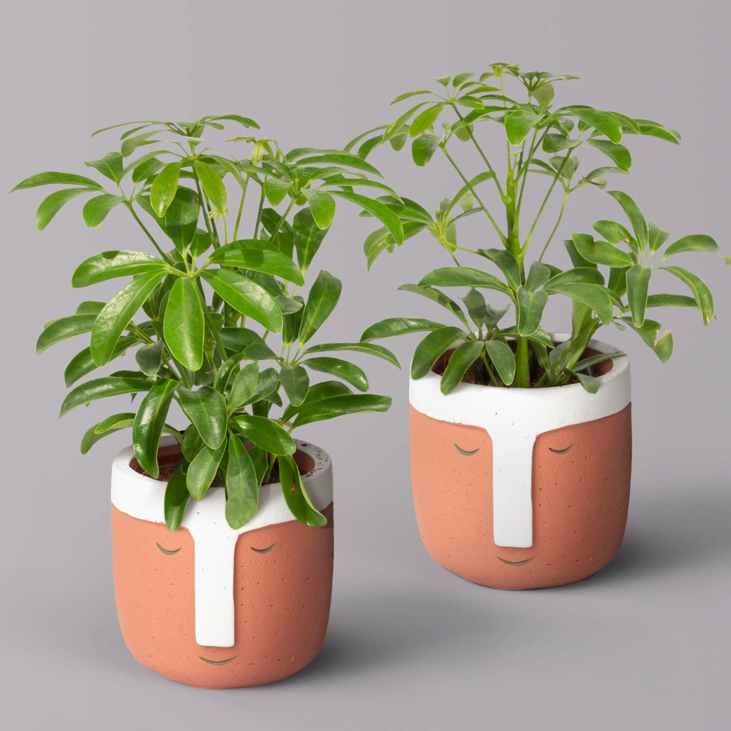 Schefflera Inkl. Übertopf 'Viking Terracotta', Topf-Ø 9 Cm, 2er-Set 1 Schefflera Inkl. Übertopf 'Viking Terracotta', Topf-Ø 9 Cm, 2er-Set