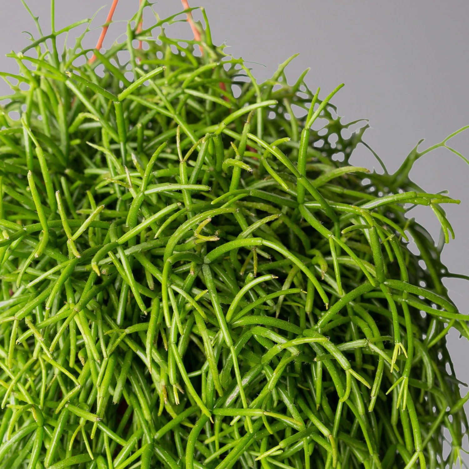 Rhipsalis Baccifera 'Oasis', In Blumenampel, Topf-Ø 14 Cm, Höhe Ca. 25 Cm 2 Rhipsalis Baccifera 'Oasis', In Blumenampel, Topf-Ø 14 Cm, Höhe Ca. 25 Cm – Bild 2