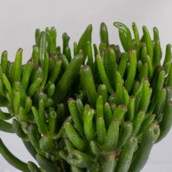 Geldbaum In Keramiktopf Anthrazit, Verschiedene Formen, Topf-Ø 12cm, 2er-Set -Bio Pflanzen Verkauf 0250103046 Crassula ovata Sorte nach Verfuegbarkeit 4