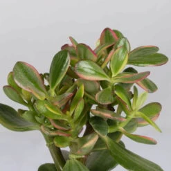 Geldbaum In Keramiktopf Anthrazit, Verschiedene Formen, Topf-Ø 12cm, 2er-Set -Bio Pflanzen Verkauf 0250103046 Crassula ovata Sorte nach Verfuegbarkeit 6