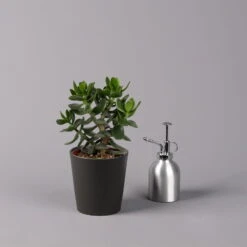 Geldbaum In Keramiktopf Anthrazit, Verschiedene Formen, Topf-Ø 12cm, 2er-Set -Bio Pflanzen Verkauf 0250103050 Crassula ov Topf Dallas anthrazit 3er Set 10