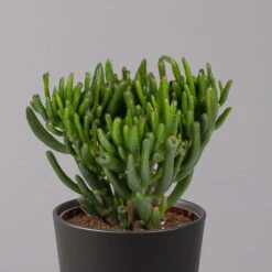 Geldbaum In Keramiktopf Anthrazit, Verschiedene Formen, Topf-Ø 12cm, 2er-Set -Bio Pflanzen Verkauf 0250103050 Crassula ov Topf Dallas anthrazit 3er Set 3