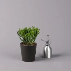 Geldbaum In Keramiktopf Anthrazit, Verschiedene Formen, Topf-Ø 12cm, 2er-Set -Bio Pflanzen Verkauf 0250103050 Crassula ov Topf Dallas anthrazit 3er Set 4