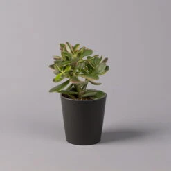 Geldbaum In Keramiktopf Anthrazit, Verschiedene Formen, Topf-Ø 12cm, 2er-Set -Bio Pflanzen Verkauf 0250103050 Crassula ov Topf Dallas anthrazit 3er Set 5