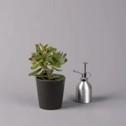 Geldbaum In Keramiktopf Anthrazit, Verschiedene Formen, Topf-Ø 12cm, 2er-Set -Bio Pflanzen Verkauf 0250103050 Crassula ov Topf Dallas anthrazit 3er Set 7