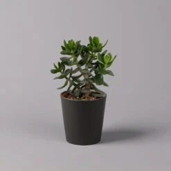 Geldbaum In Keramiktopf Anthrazit, Verschiedene Formen, Topf-Ø 12cm, 2er-Set -Bio Pflanzen Verkauf 0250103050 Crassula ov Topf Dallas anthrazit 3er Set 8