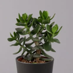 Geldbaum In Keramiktopf Anthrazit, Verschiedene Formen, Topf-Ø 12cm, 2er-Set -Bio Pflanzen Verkauf 0250103050 Crassula ov Topf Dallas anthrazit 3er Set 9