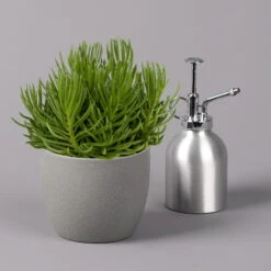 Senecio, Verschiedene Arten Nach Verfügbarkeit, Topf-Ø 12 Cm, 3er-Set -Bio Pflanzen Verkauf 0250103089 Senecio Mix 12cm 3er Set 3