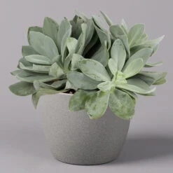 Senecio, Verschiedene Arten Nach Verfügbarkeit, Topf-Ø 12 Cm, 3er-Set -Bio Pflanzen Verkauf 0250103089 Senecio Mix 12cm 3er Set 4