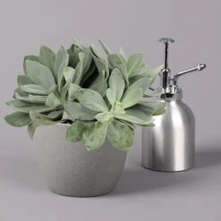 Senecio, Verschiedene Arten Nach Verfügbarkeit, Topf-Ø 12 Cm, 3er-Set -Bio Pflanzen Verkauf 0250103089 Senecio Mix 12cm 3er Set 5