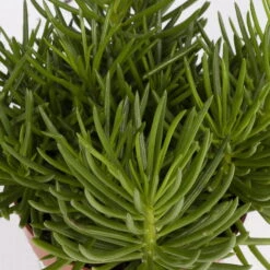 Senecio, Verschiedene Arten Nach Verfügbarkeit, Topf-Ø 12 Cm, 3er-Set -Bio Pflanzen Verkauf 0250103089 Senecio Mix 3er Set 3