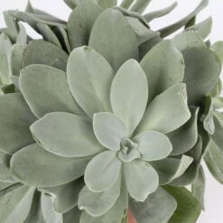 Senecio, Verschiedene Arten Nach Verfügbarkeit, Topf-Ø 12 Cm, 3er-Set -Bio Pflanzen Verkauf 0250103089 Senecio Mix 3er Set 6