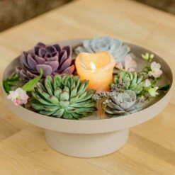 Schnittecheverien-Mix, Ø 12 Cm, 4er-Set 13 Schnittecheverien-Mix, Ø 12 Cm, 4er-Set -Bio Pflanzen Verkauf 0250103364 Echeveria Mix 7 10cm in DIY Box 4 117171 1