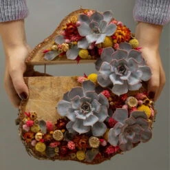 Schnittecheverien-Mix, Ø 8 Cm, 8er-Set -Bio Pflanzen Verkauf 0250103364 Echeveria Mix 7 10cm in DIY Box 6 117174