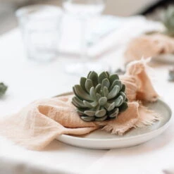 Schnittecheverien-Mix, Ø 8 Cm, 8er-Set -Bio Pflanzen Verkauf 0250103364 Echeveria Mix 7 10cm in DIY Box 7 117173