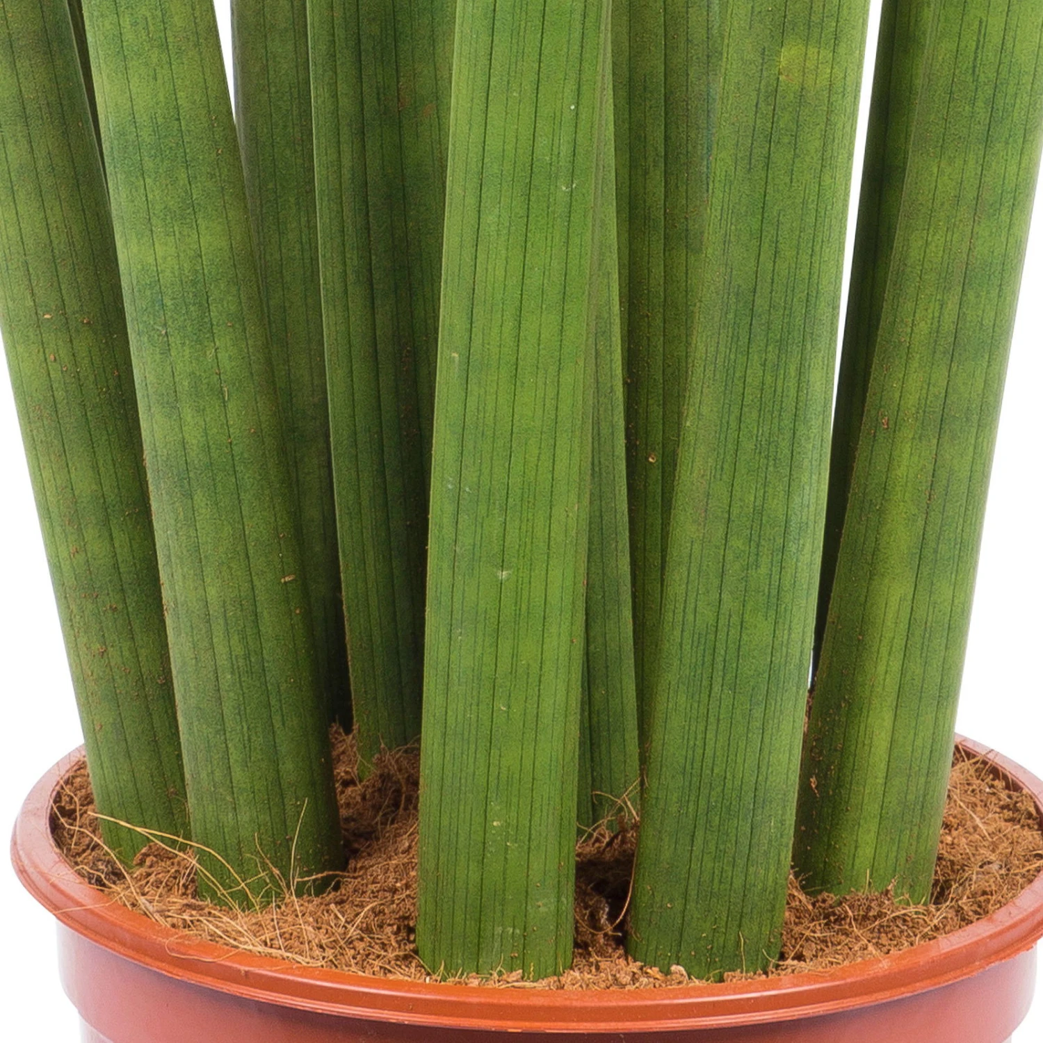 Bogenhanf 'Straight', Topf-Ø 21 Cm, Höhe Ca. 70 Cm 2 Bogenhanf 'Straight', Topf-Ø 21 Cm, Höhe Ca. 70 Cm – Bild 2