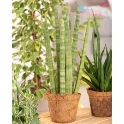 Bogenhanf 'Straight', Topf-Ø 21 Cm, Höhe Ca. 70 Cm 8 Bogenhanf 'Straight', Topf-Ø 21 Cm, Höhe Ca. 70 Cm -Bio Pflanzen Verkauf 0250200009 Sansevieria cylindrica Spaghetti