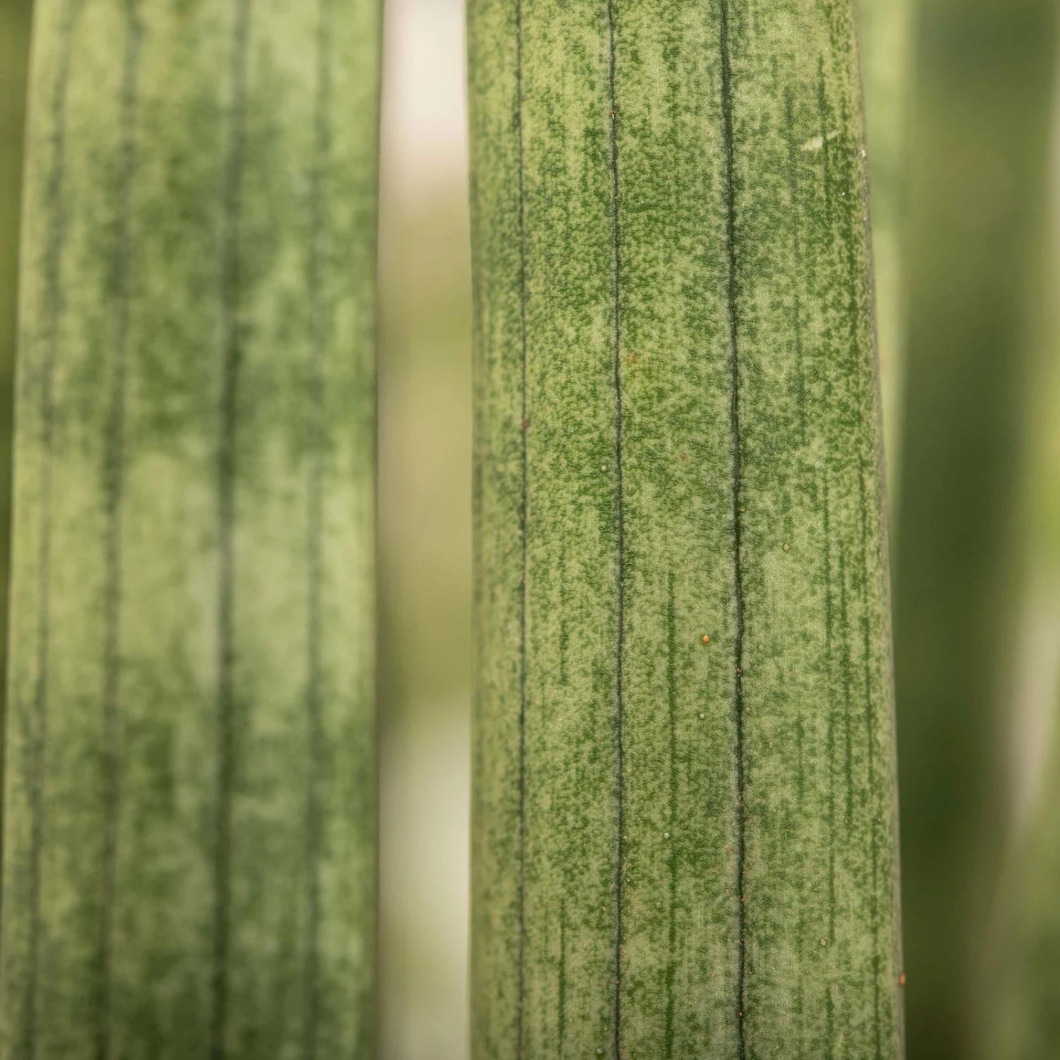 Bogenhanf 'Straight', Topf-Ø 21 Cm, Höhe Ca. 70 Cm 4 Bogenhanf 'Straight', Topf-Ø 21 Cm, Höhe Ca. 70 Cm – Bild 4