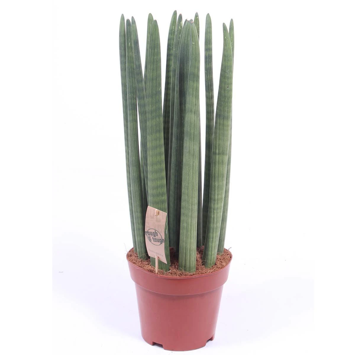 Bogenhanf 'Straight', Topf-Ø 21 Cm, Höhe Ca. 70 Cm 1 Bogenhanf 'Straight', Topf-Ø 21 Cm, Höhe Ca. 70 Cm