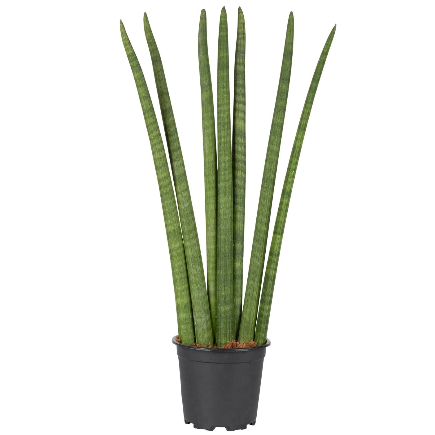 Bogenhanf 'Fan', Topf-Ø 17 Cm, Höhe Ca. 65 Cm 1 Bogenhanf 'Fan', Topf-Ø 17 Cm, Höhe Ca. 65 Cm