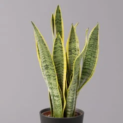 Bogenhanf In Keramiktopf Anthrazit, Topf-Ø 12 Cm, Höhe Ca. 35-45 Cm, 3er-Set -Bio Pflanzen Verkauf 0250200718 Sansev Laurentii Dallas anthrazit 2