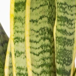 Bogenhanf In Keramiktopf Anthrazit, Topf-Ø 12 Cm, Höhe Ca. 35-45 Cm, 3er-Set -Bio Pflanzen Verkauf 0250200718 Sansev Laurentii Dallas anthrazit 4