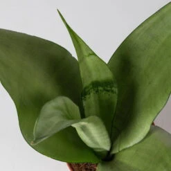 Bogenhanf 'Moonshine' In Übertopf Vibes Rosa, Topf-Ø 12 Cm, Höhe Ca. 45 Cm -Bio Pflanzen Verkauf 0250200807 0250200808 0250200809 sansevieria moonshine T12 1 2 123611 1