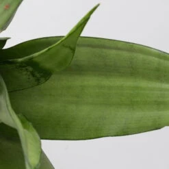 Bogenhanf 'Moonshine' In Übertopf Vibes Rosa, Topf-Ø 12 Cm, Höhe Ca. 45 Cm -Bio Pflanzen Verkauf 0250200807 0250200808 0250200809 sansevieria moonshine T12 1 3 123610 1