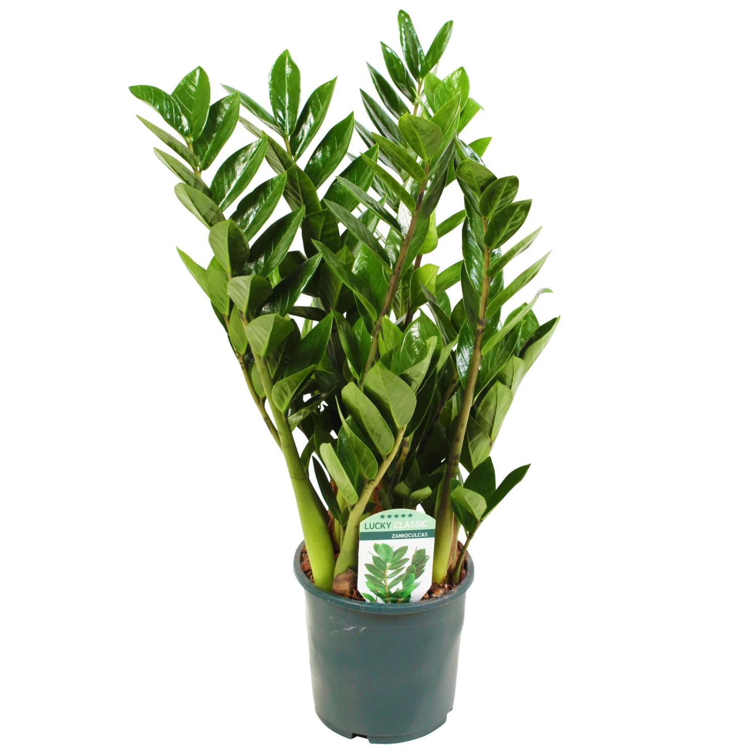 Glücksfeder, Topf-Ø 14 Cm, Höhe Ca. 40 Cm 2 Glücksfeder, Topf-Ø 14 Cm, Höhe Ca. 40 Cm – Bild 2