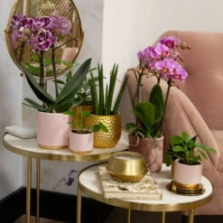 Phalaenopsis, Gesprenkelte Sorten, 2 Rispen, Topf-Ø 9 Cm, Höhe Ca. 30 Cm -Bio Pflanzen Verkauf 0290100045 0290100046