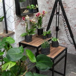 Phalaenopsis, Gesprenkelte Sorten, 2 Rispen, Topf-Ø 9 Cm, Höhe Ca. 30 Cm -Bio Pflanzen Verkauf 0290100046 0250200535