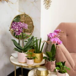 Phalaenopsis, Gesprenkelte Sorten, 2 Rispen, Topf-Ø 9 Cm, Höhe Ca. 30 Cm -Bio Pflanzen Verkauf 0290100046 0290100045