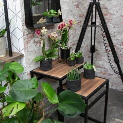 Phalaenopsis, Gesprenkelte Sorten, 3 Rispen, Topf-Ø 9 Cm, Höhe Ca. 30 Cm -Bio Pflanzen Verkauf 0290100047 Phalaenopsis 3R gesprenkelt 9 cm T H 30 cm