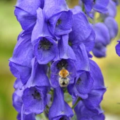 Schattenstauden Set, 18 Pflanzen Für 3 M², Bunt -Bio Pflanzen Verkauf 0310100016 Aconitum napellus tk 122491