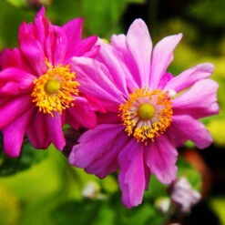 Schattenstauden Set, 18 Pflanzen Für 3 M², Bunt -Bio Pflanzen Verkauf 0310100044 anemone japonica Prinz Heinrich tk 122490