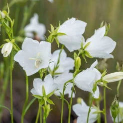 Schattenstauden Set, 18 Pflanzen Für 3 M², Bunt -Bio Pflanzen Verkauf 0310100128 campanula grandiflora 122683