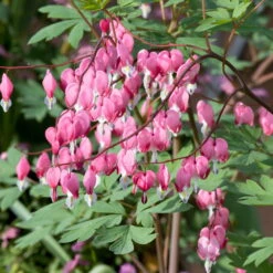 Bio Tränendes Herz Rosa, Topf-Ø 11 Cm, 3er-Set