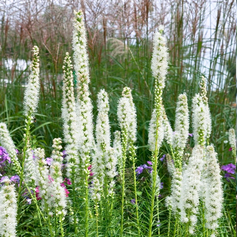 Bio Prachtscharte Weiß, Topf-Ø 11 Cm, 3er-Set