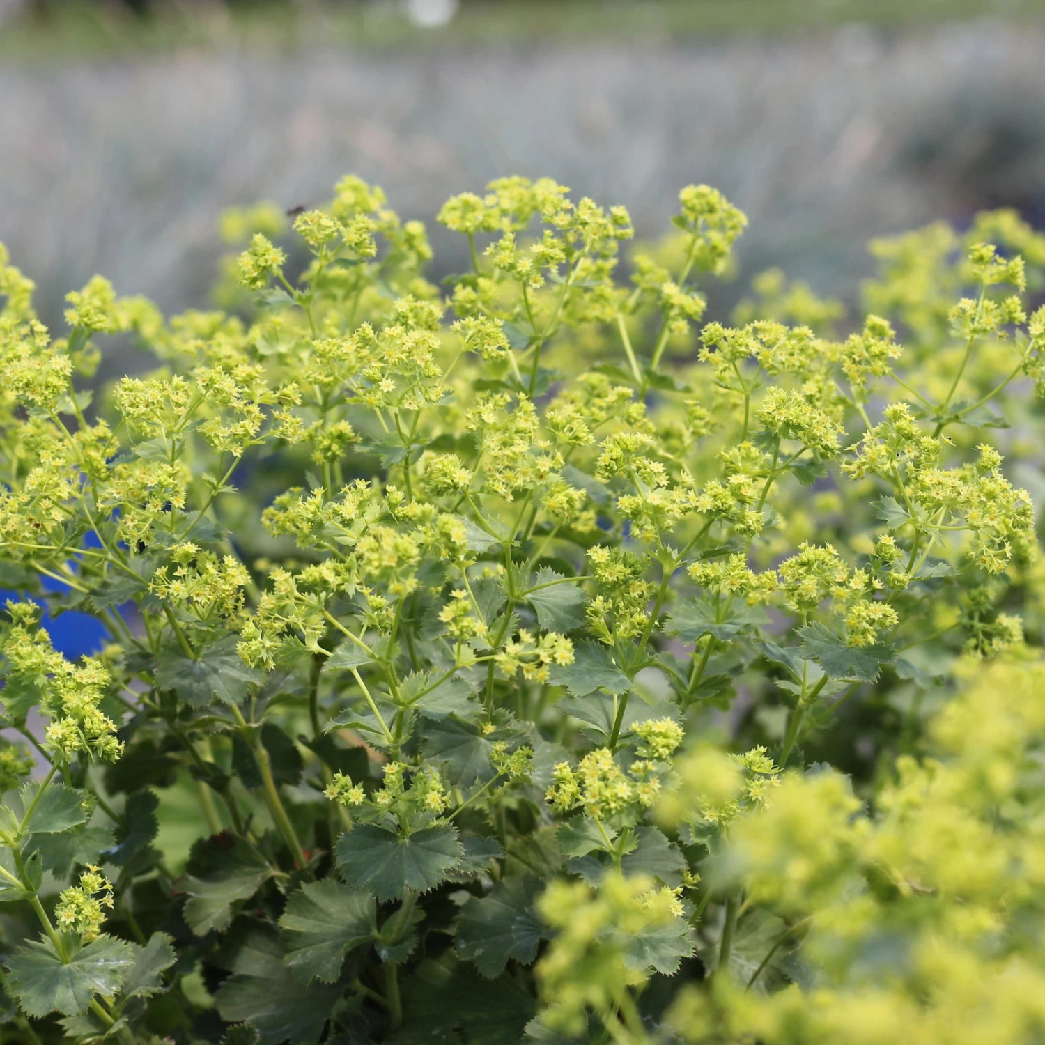 Frauenmantel Grün-gelb, Topf-Ø 11 Cm, 3er-Set 4 Frauenmantel Grün-gelb, Topf-Ø 11 Cm, 3er-Set – Bild 4