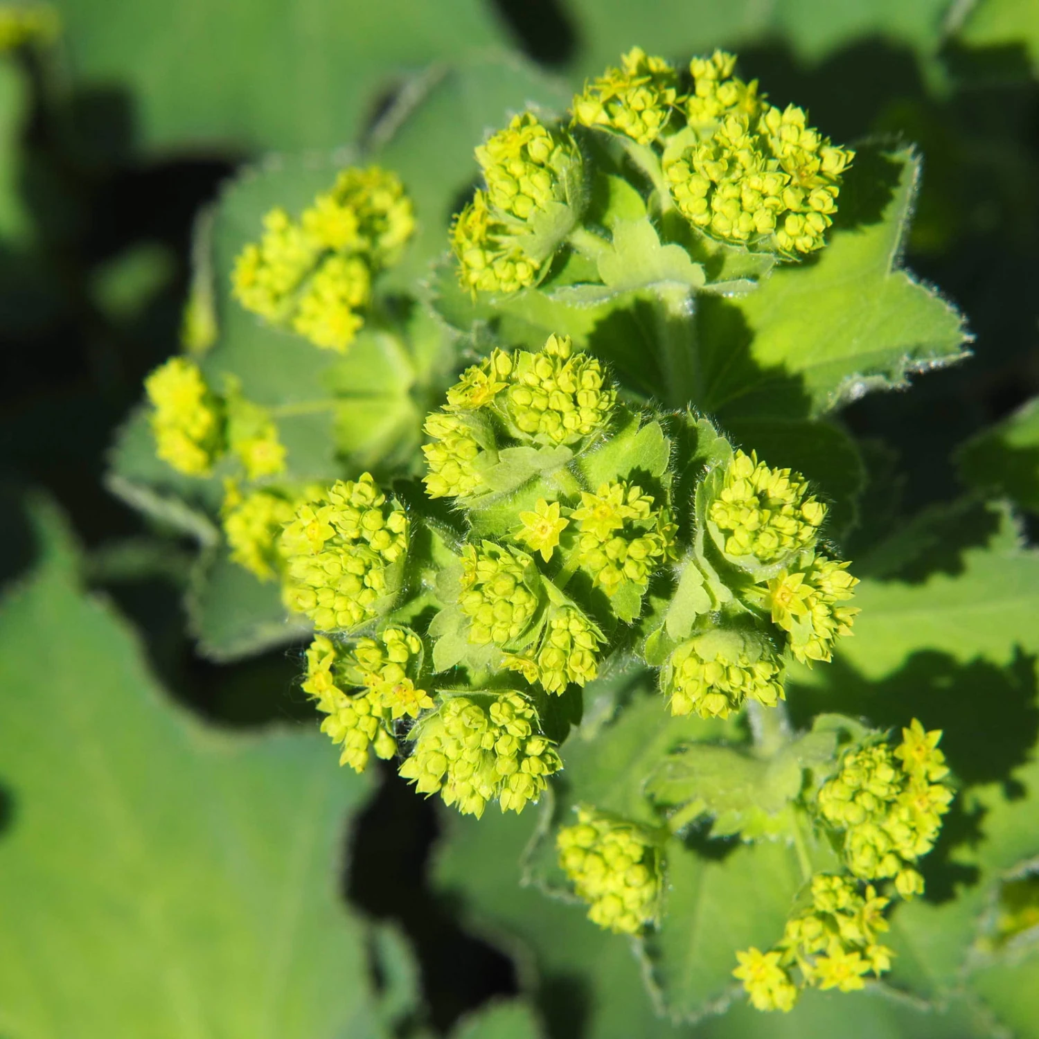 Frauenmantel Grün-gelb, Topf-Ø 11 Cm, 3er-Set 2 Frauenmantel Grün-gelb, Topf-Ø 11 Cm, 3er-Set – Bild 2