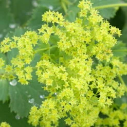 Frauenmantel Grün-gelb, Topf-Ø 11 Cm, 3er-Set 10 Frauenmantel Grün-gelb, Topf-Ø 11 Cm, 3er-Set -Bio Pflanzen Verkauf 0310100893 Alchemilla mollis Koelle 9cm Topf 67664