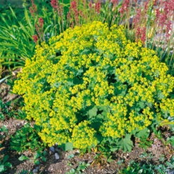 Frauenmantel Grün-gelb, Topf-Ø 11 Cm, 3er-Set