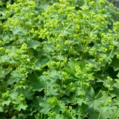 Bio Zwerg-Frauenmantel Grün-gelb, Topf-Ø 9 Cm, 3er-Set -Bio Pflanzen Verkauf 0310102356 Alchemilla erythropoda K lle 9 cm Topf 60046 9446 1 16238