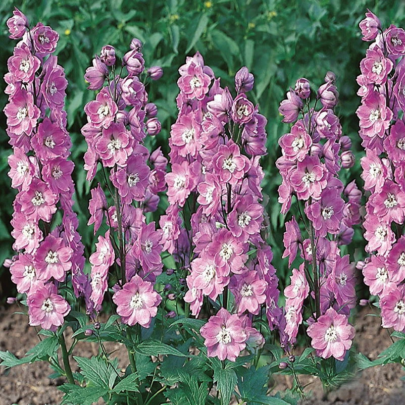 Rittersporn 'New Millenium' Rosa, Topf-Ø 11 Cm, 3er-Set 1 Rittersporn 'New Millenium' Rosa, Topf-Ø 11 Cm, 3er-Set