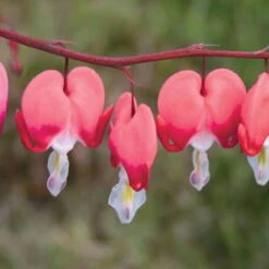 Schattenstauden Set, 18 Pflanzen Für 3 M², Bunt -Bio Pflanzen Verkauf 0310105664 Dicentra spectabilis Valentine Koelle 11cm Topf rot 01 45604 1