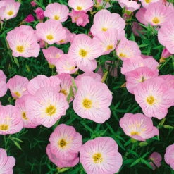 Bio Nachtkerze 'Siskiyou Pink' Rosa, Topf-Ø 11 Cm, 3er-Set -Bio Pflanzen Verkauf 0310105848 nachtkerze siskiyou rosa 11 cm topf web 42374